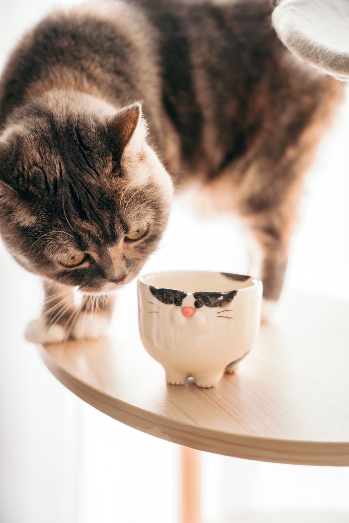 猫と一緒に